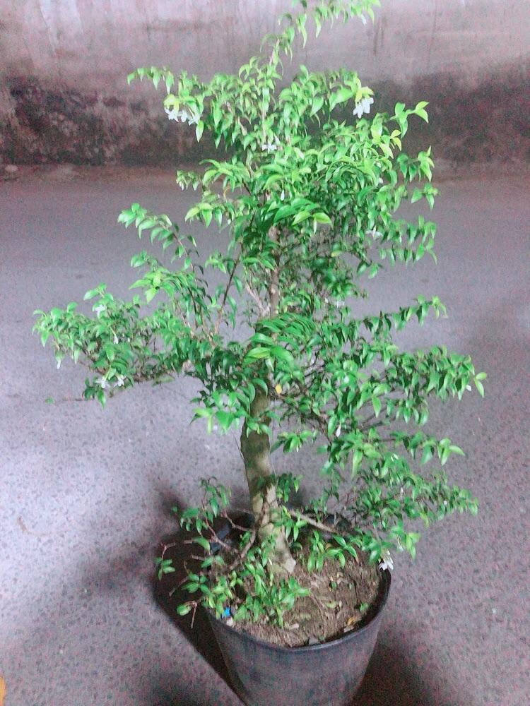 Mai Chiếu Thuỷ Bonsai