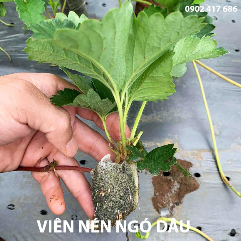 Viên Nén Xơ Dừa Trồng Ngó Dâu Thông Minh SGS (set 100 viên) đã bao gồm phân bón hữu cơ cho cây phát triển tốt trong 30 ngày