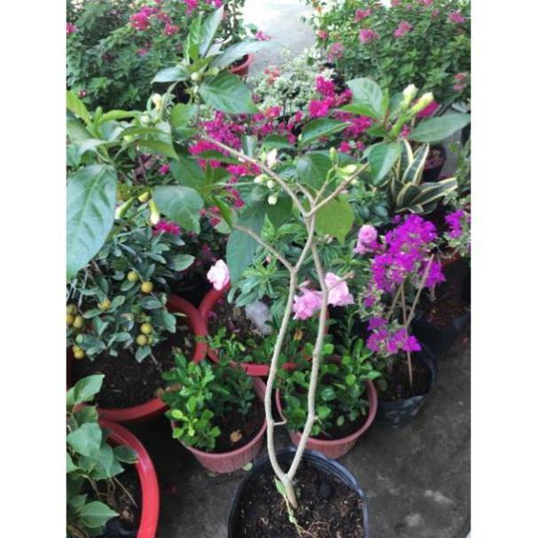 Cây lài hoa hoa to hoa kép rất thơm