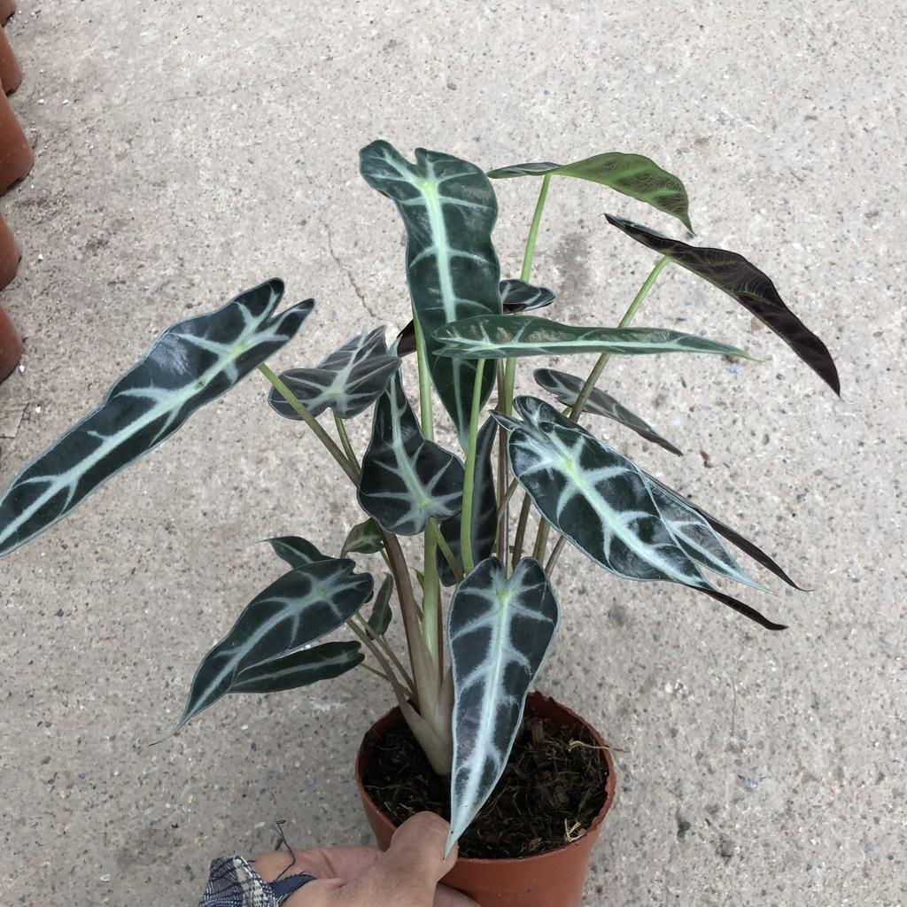 Cây môn quan âm chiều cao 15cm, bụi cây to khỏe lá đẹp bắt mắt, thích hợp trang trí nội thất