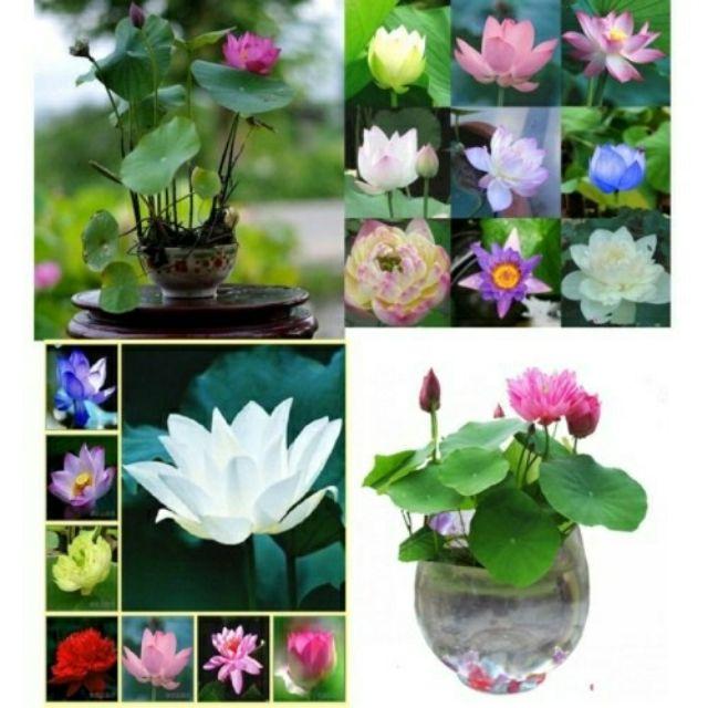 100 Hạt sen nhật mini 8 màu