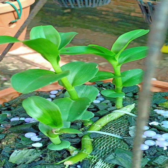 Hoa lan phi điệp - 5ct nha trang