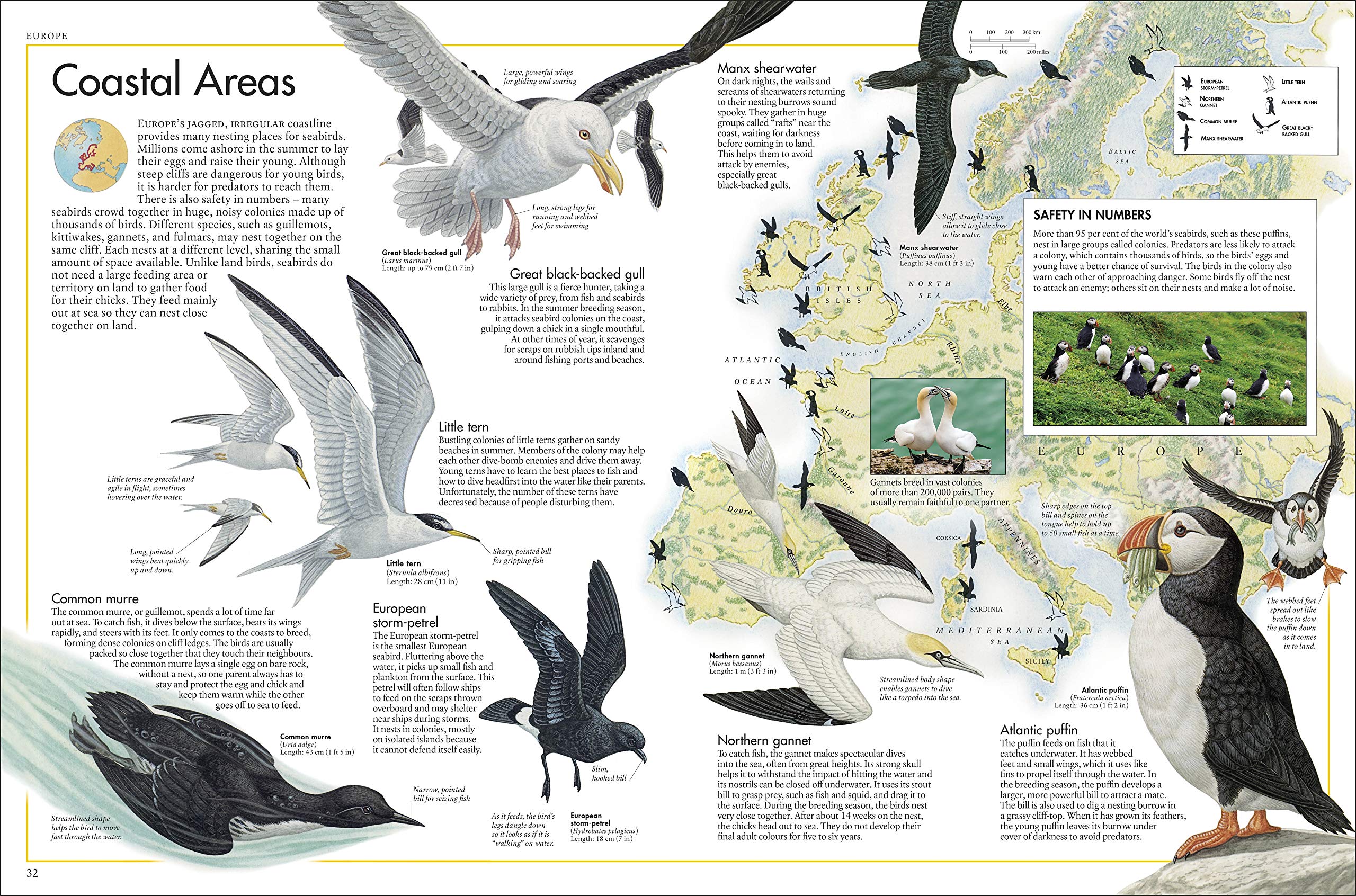 The Bird Atlas: A Pictorial Guide To The World's Birdlife