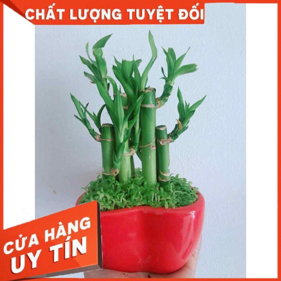 Chậu trúc phát tài trái tim Nhiều Người Mua