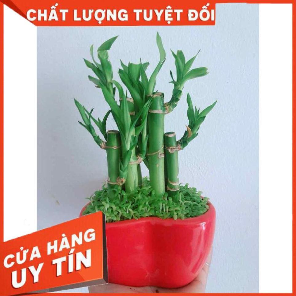 Chậu trúc phát tài trái tim Nhiều Người Mua