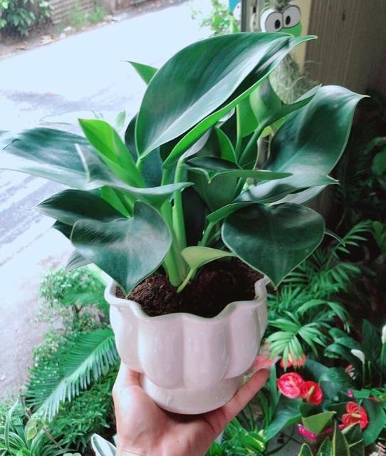 Chậu Trầu Bà Đế Vương Xanh