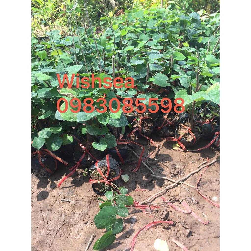 Cây hoa hạnh phúc