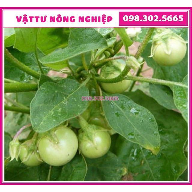 Cà pháo xanh cao sản gói 2gr và 5gr