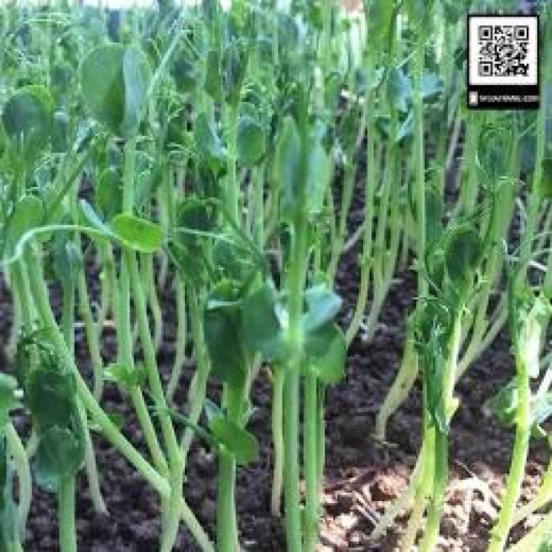 500 gram HẠT GIỐNG MẦM ĐẬU HÀ LAN - Rau mầm