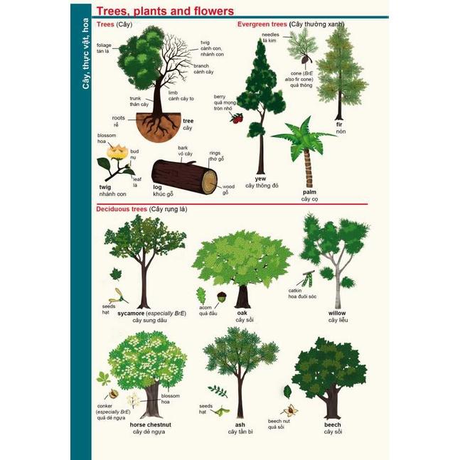 Hình ảnh Sách Từ điển Anh Việt dành cho học sinh (bìa xanh lá cây)