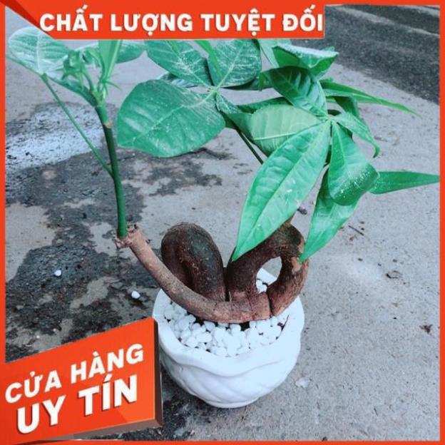 Chậu Kim Ngân Nơ