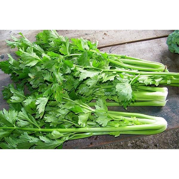 Hạt giống Cần Tây 10g. Dùng làm nước ép cần tây