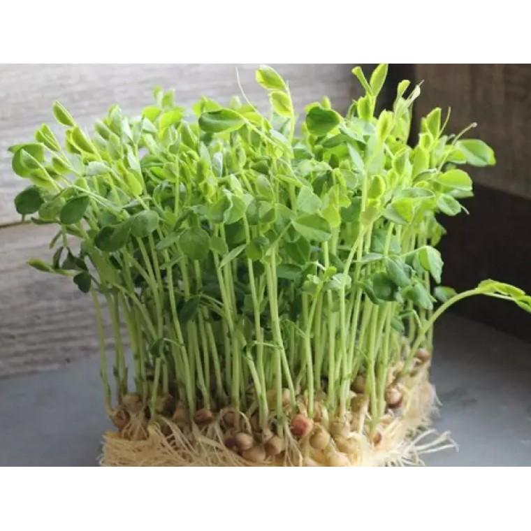 50gr hạt Mầm đậu Hà Lan