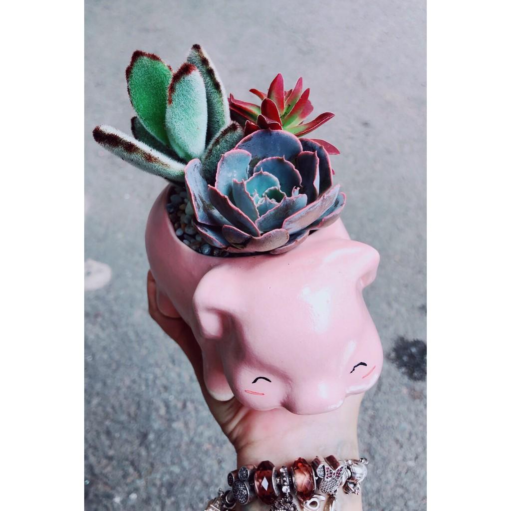 Mẫu chậu sen đá tiểu cảnh 12