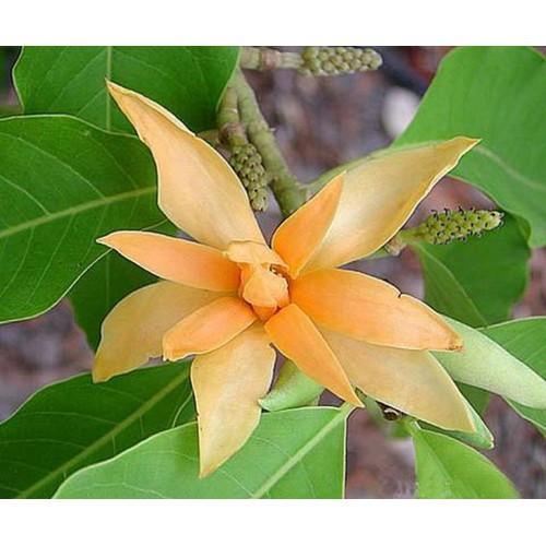 BẦU CÂY GIỐNG CÂY NGỌC LAN HOA VÀNG - CGCNLHV