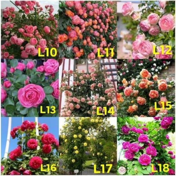 Com bo 10 cây hoa hồng leo các màu