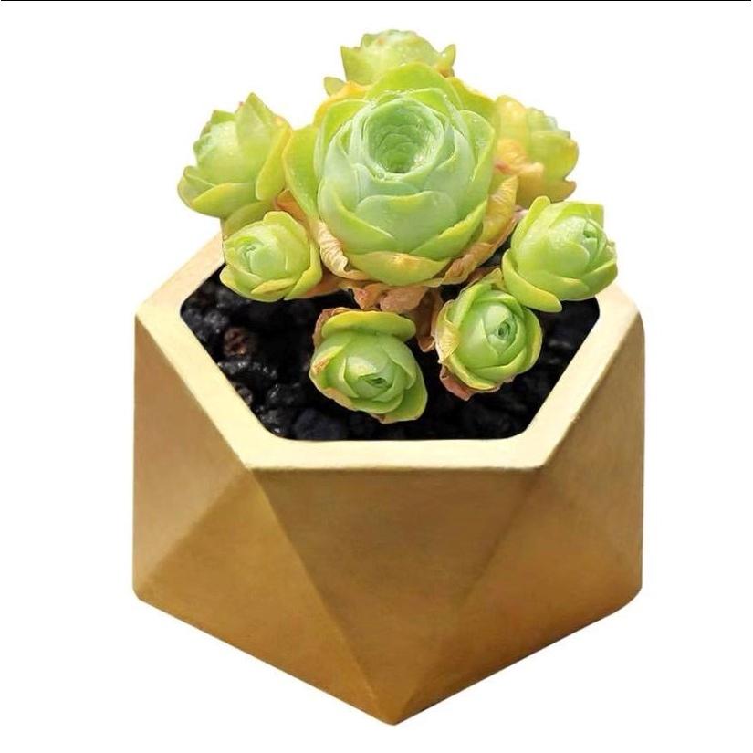 Khuôn đúc chậu mini danh cho sen đá hoặc hoa mini