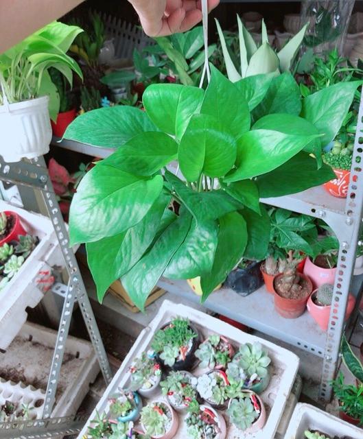 Chậu Trầu Bà Thái Xanh