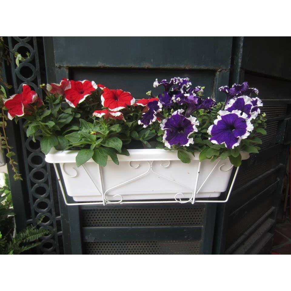 Combo 1 bộ móc sắt treo ban công + chậu chữ nhật dài 48cm x rộng 19,5cm