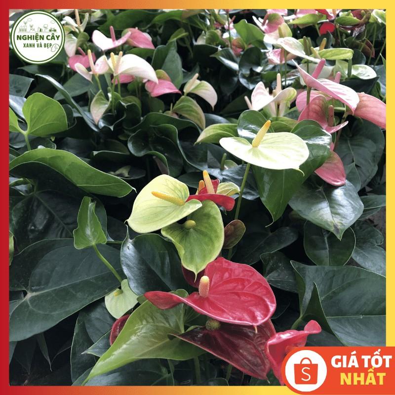 Cây hồng môn đỏ để bàn siêu hoa