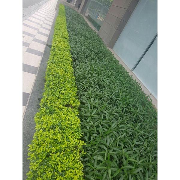 Cây chuỗi ngọc trồng bịch đen cao 15-20cm thích hợp trồng đường viền,hàng rào lối đi
