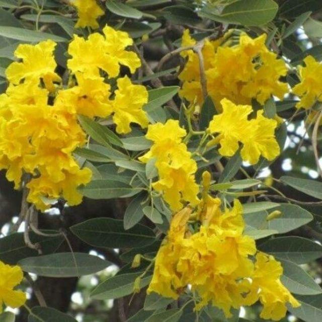 Cây chuông vàng giống