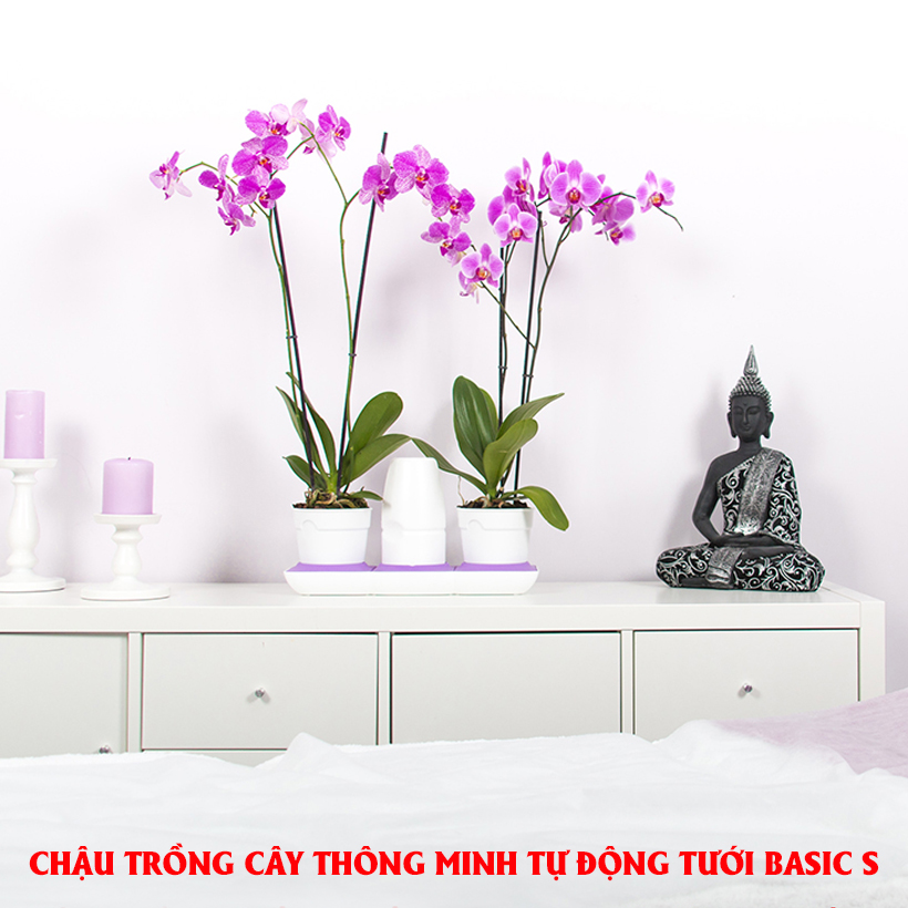 Bộ Chậu Trồng Cây Văn Phòng Thông Minh Tự Động Tưới Basic S mang phong cách Châu Âu,