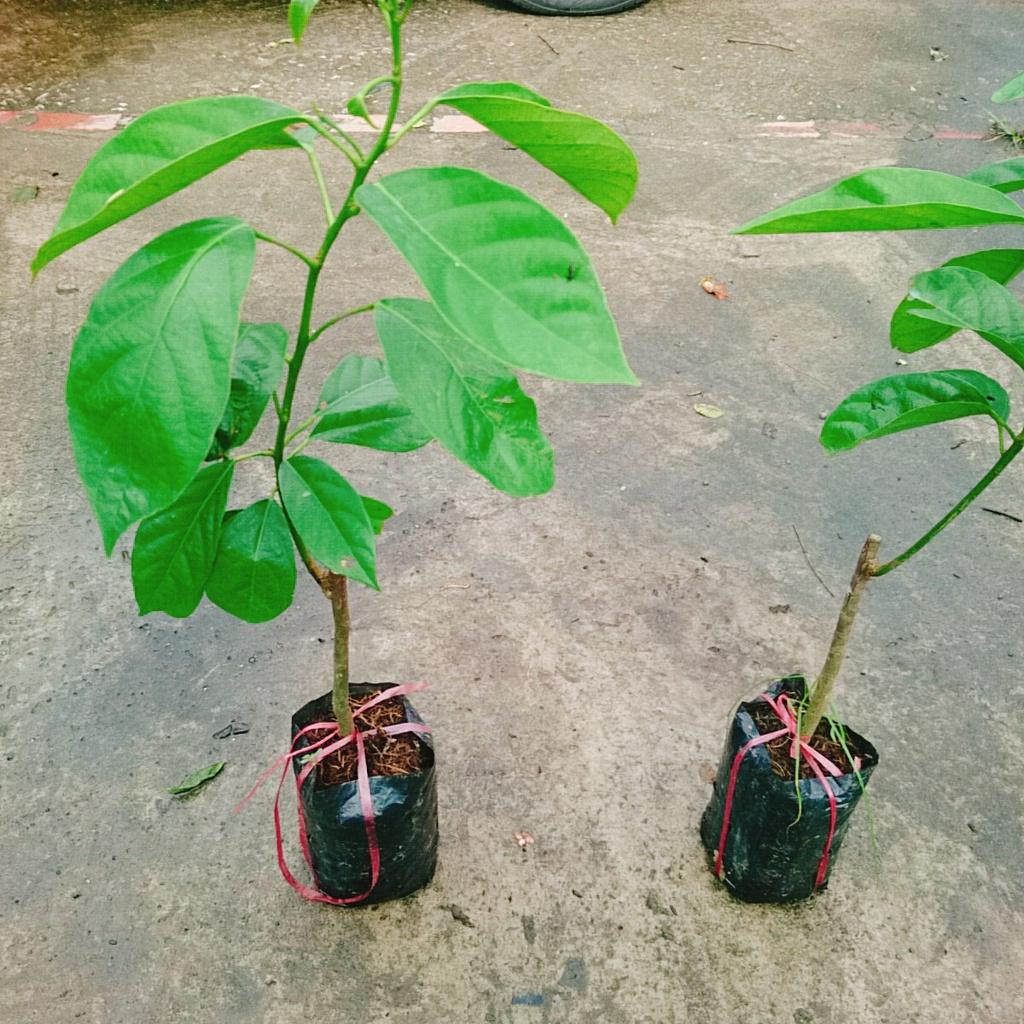 Cây Dâu Xanh - cây ăn quả dễ trồng dễ chăm sóc + tặng phân bón