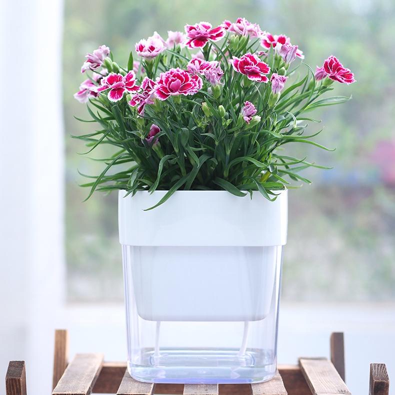 Chậu cây để bàn Oliz G2 Clear. Chậu trồng cây có chức năng tự tưới nước cho cây. Trang trí văn phòng, bàn làm việc