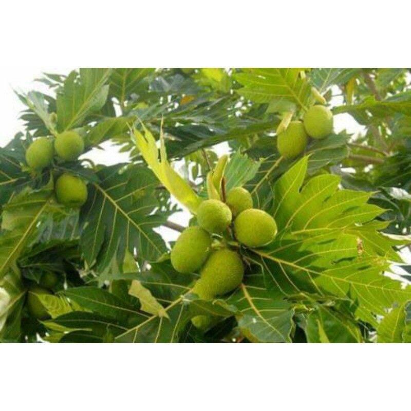 Cây giống sa kê