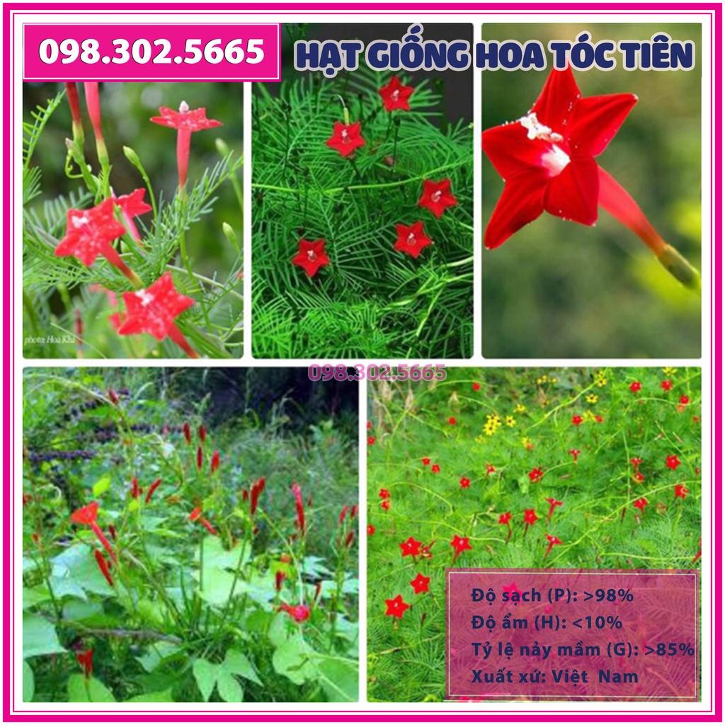 Hạt giống hoa tóc tiên leo giàn mix màu - hạt chất lượng tốt