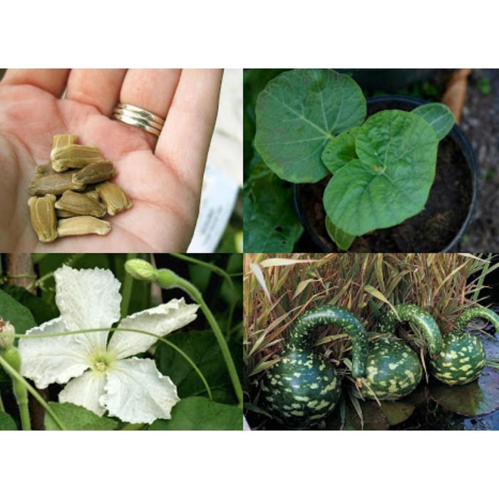 5Hạt giống bầu thiên nga siêu quả