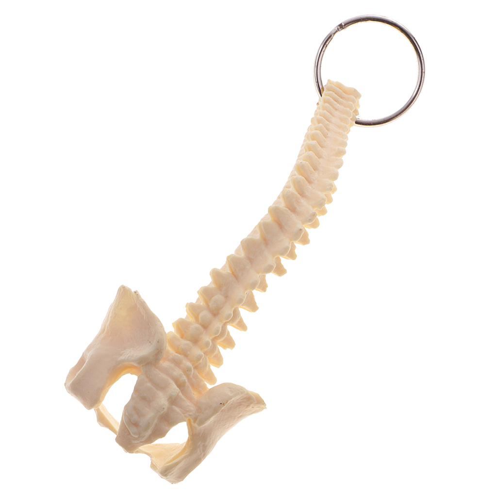 Handcrafted Human Spine Skeleton Model Keychain School Aid Learning Tool