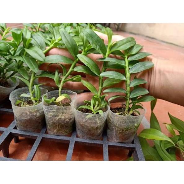 5ct gieo hạt xanh sạch