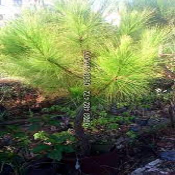 Cây giống cây thông cảnh