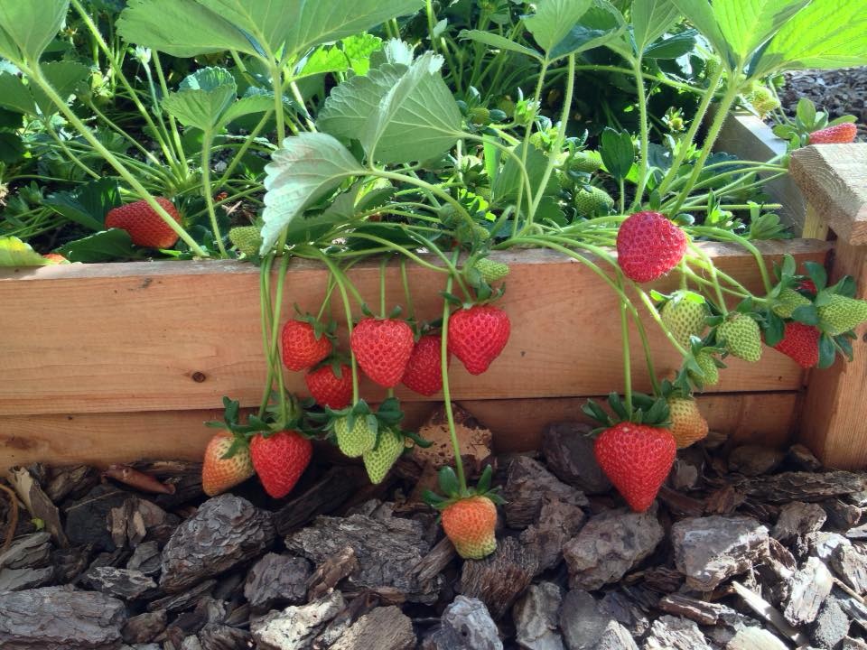 Hạt Giống Dâu Tây Chịu Nhiệt F1 High Quality Seeds - Nảy Mầm Cực Chuẩn