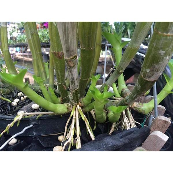 Keiki Duy Pro bôi trực tiếp kích mầm kích nụ hoa lan