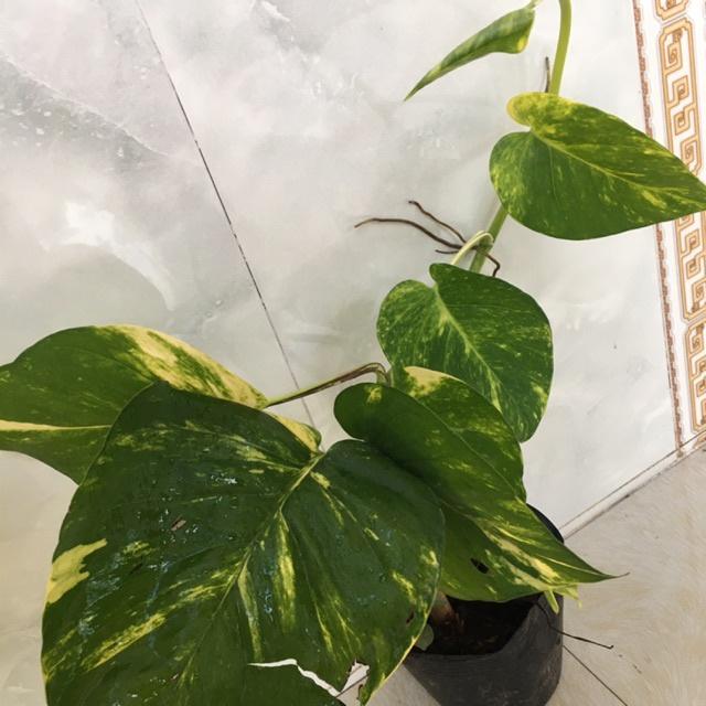 CÂY TRẦU ÔNG - bầu cây giống