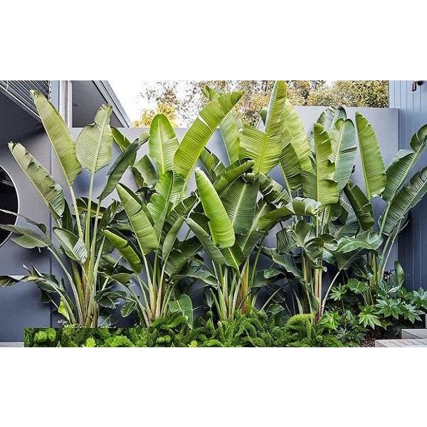 Cây chuối cảnh rẻ quạt , chuối cọ vừa làm tiểu cảnh, vừa làm cây phong thủy - chậu cây giống
