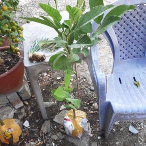 Cây ổi nữ hoàng mau cho trái