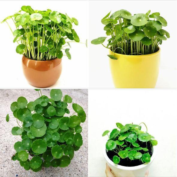 Hạt giống cây cỏ đồng tiền - 50 hạt/gói