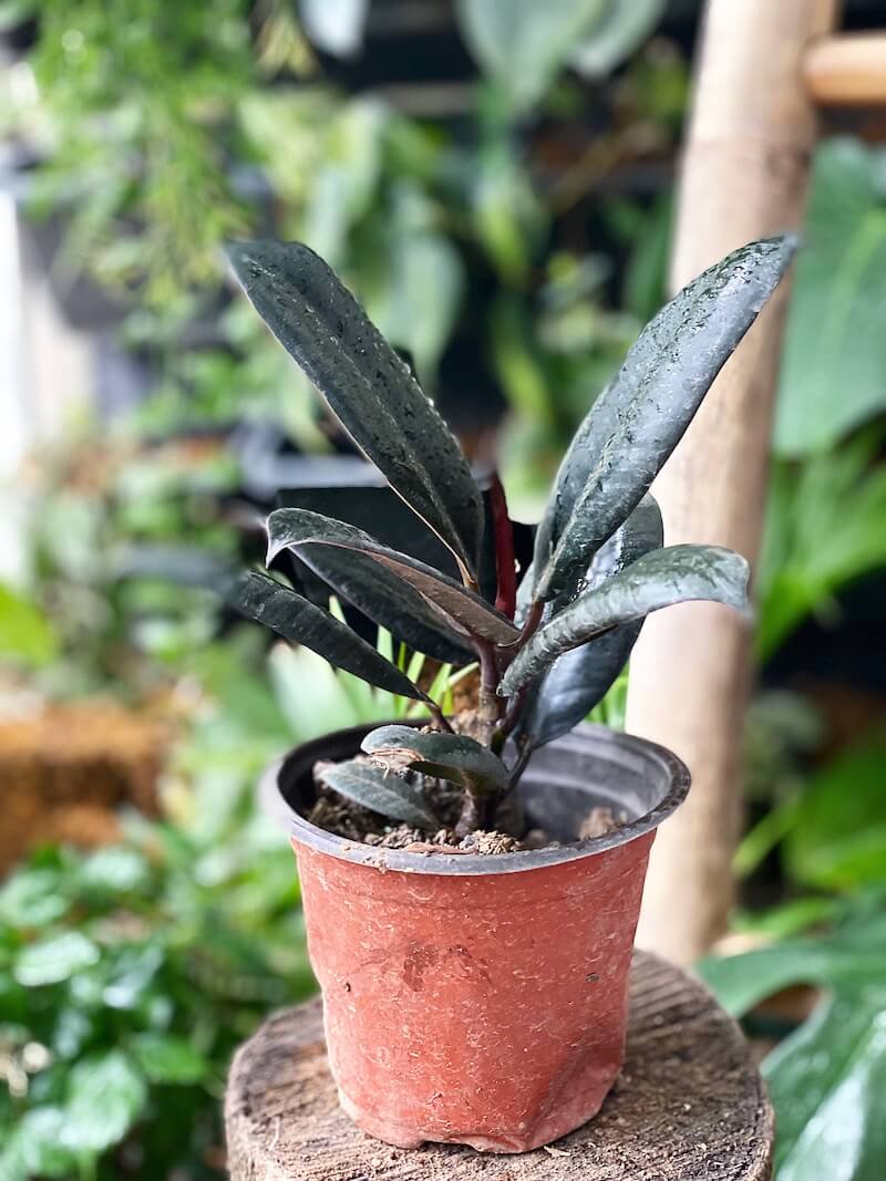 Cây Ficus elastica Rubber Fig (Cây Đa Búp Đỏ) chậu nhựa 10cm 1T