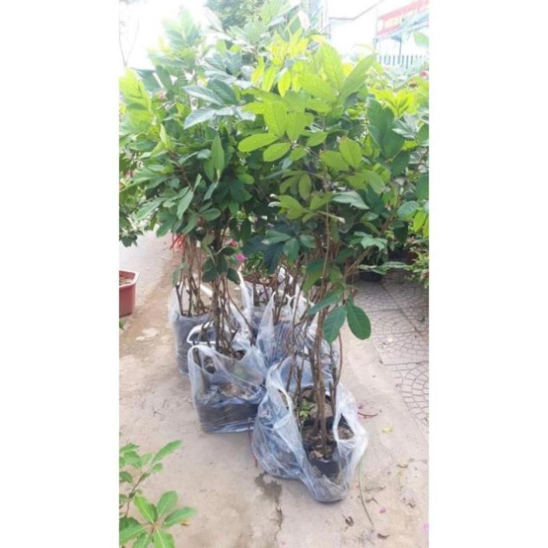 Cây giống chôm chôm cao 1,5m
