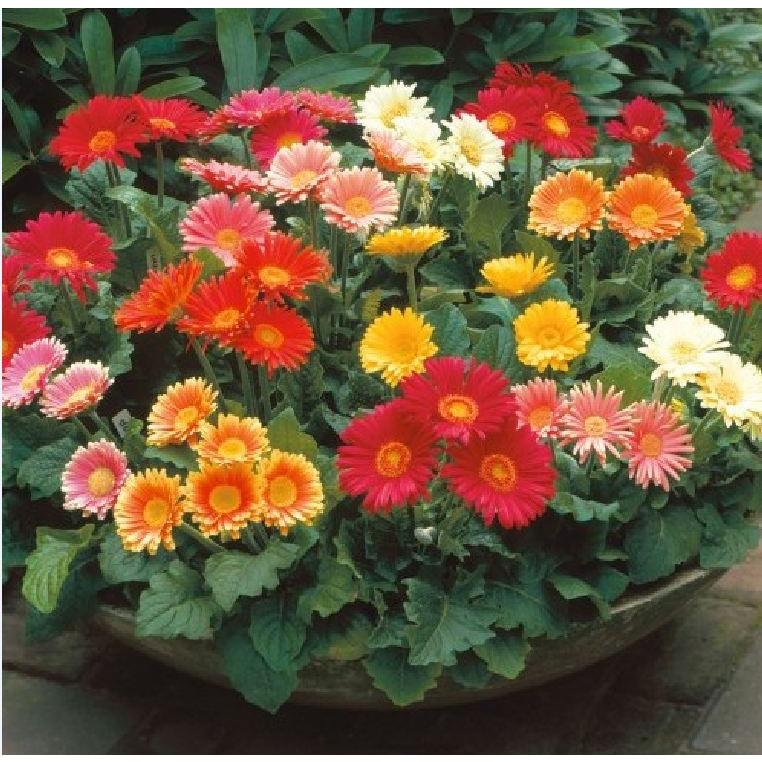 Hạt giống hoa đồng tiền mix màu-gói 15 hạt-tặng kèm gói phân bón lót