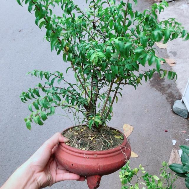 Chậu Cây Mai Chiếu Thuỷ