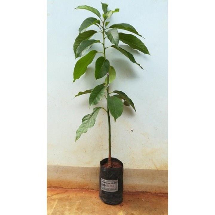 Cây Giống Bơ Sáp