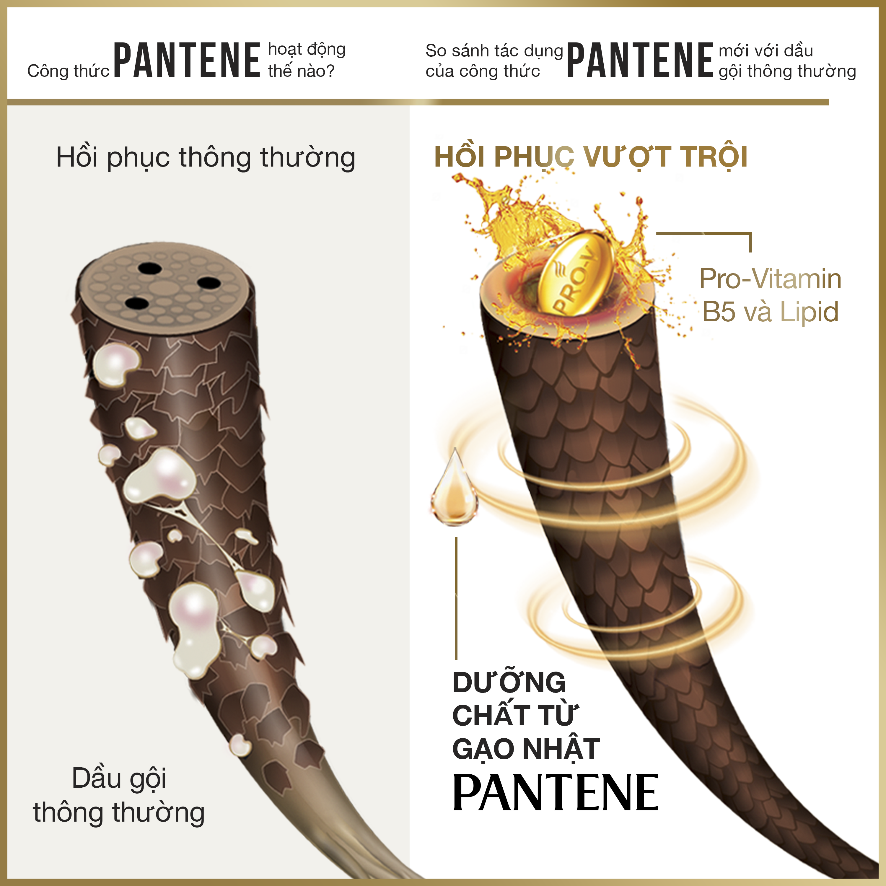 Dầu Gội PANTENE Chai