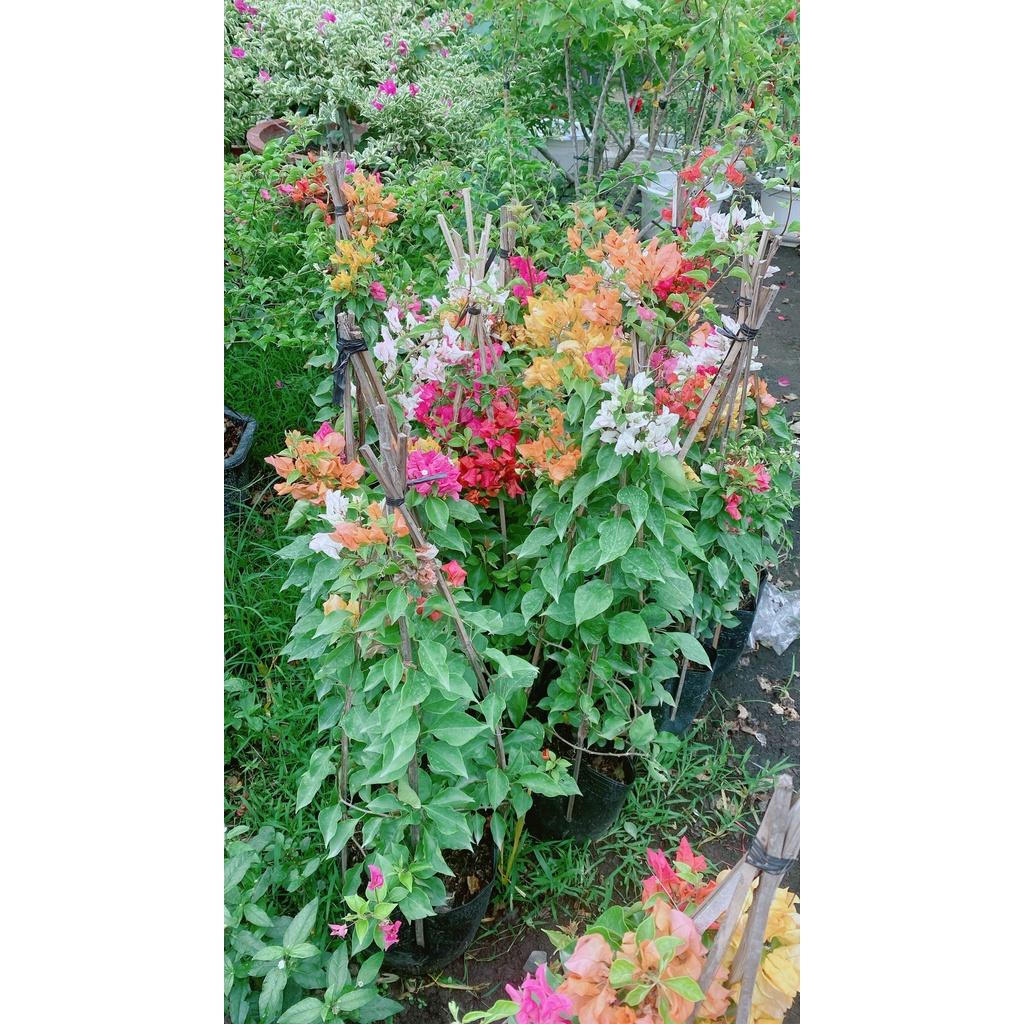 Cây Hoa Giấy 3 Màu