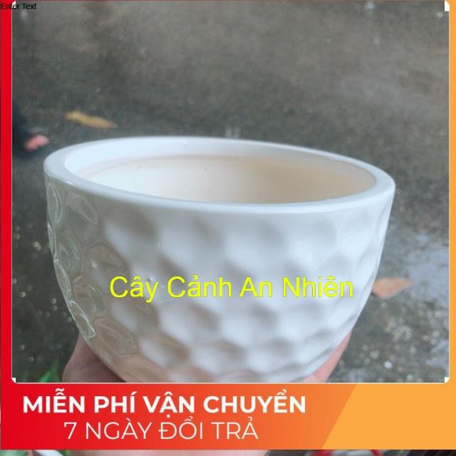 Chậu Trồng Cây