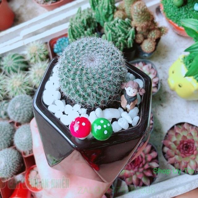 Chậu Xương Rồng